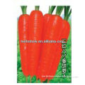 Black/Purple/Yellow/Red Carrot Seeds